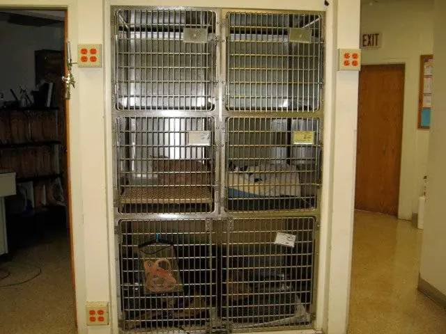 Raymond Animal Hospital 6