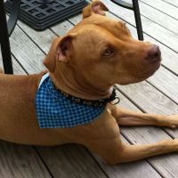 Black Rocks Animal Hospital ico