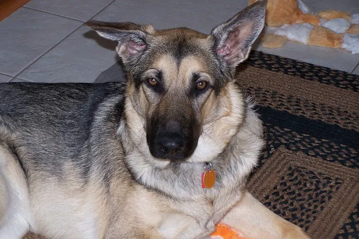 Black Rocks Animal Hospital 5