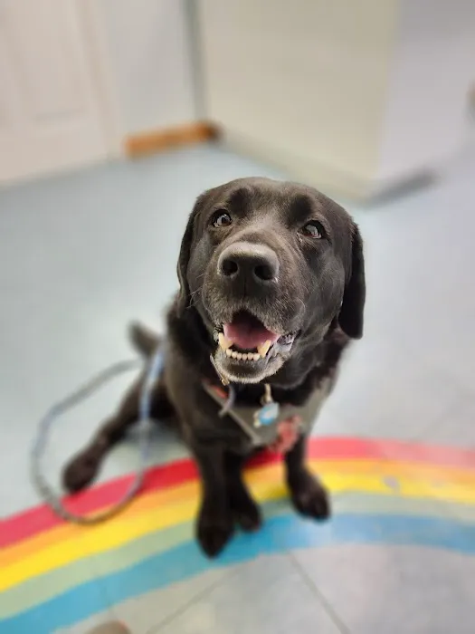 Cornerstone Veterinary Hospital 4