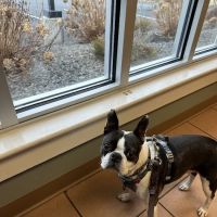 Hampstead Animal Hospital ico