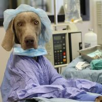 River Road Veterinary Hospital ico