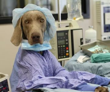 River Road Veterinary Hospital