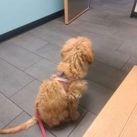 Banfield Pet Hospital ico
