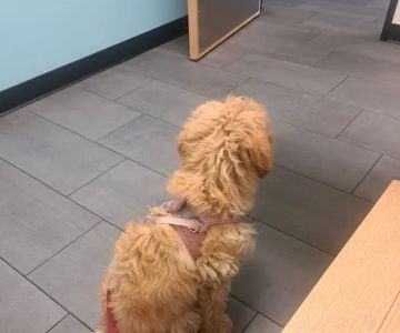Banfield Pet Hospital
