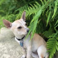 VCA Lynnfield by the Lake Animal Hospital ico