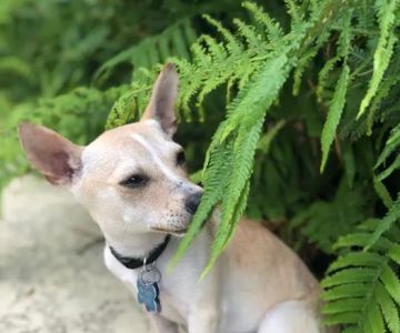 VCA Lynnfield by the Lake Animal Hospital