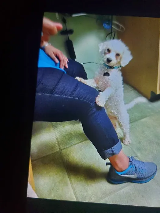 VCA Lynnfield by the Lake Animal Hospital 4