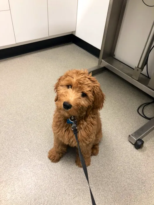 Porter Square Veterinarian 3