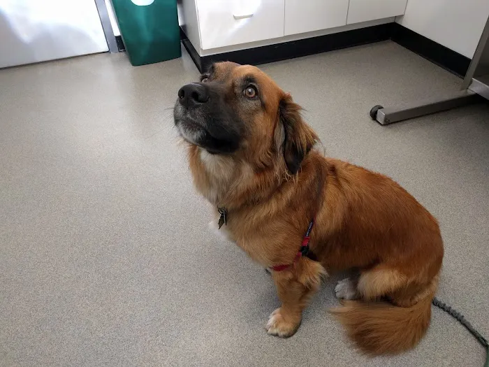 Porter Square Veterinarian 9