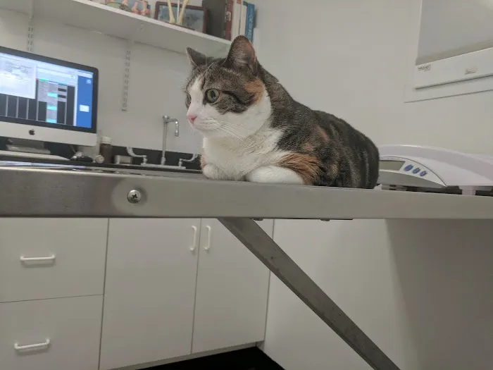 Porter Square Veterinarian 8