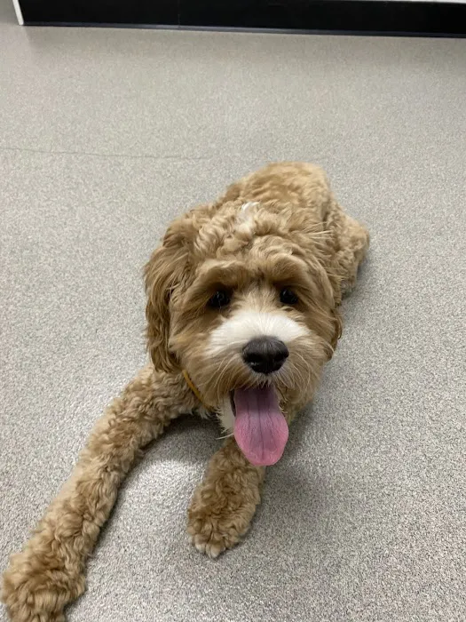 Porter Square Veterinarian 6