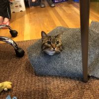 Pine Banks Animal Hospital ico