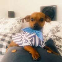 Medford Pet Clinic ico