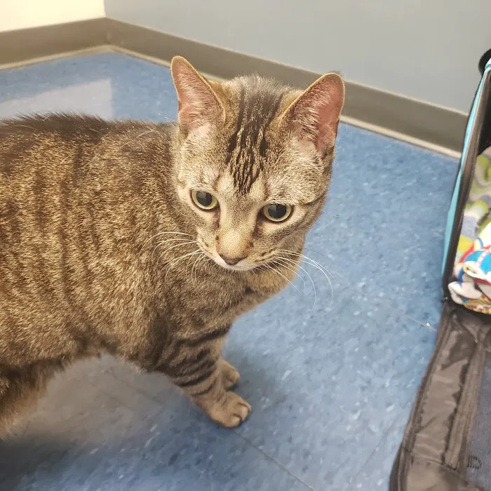Somerville Veterinary Center 5