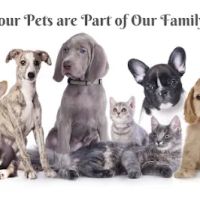 Cambridge Veterinary Care ico