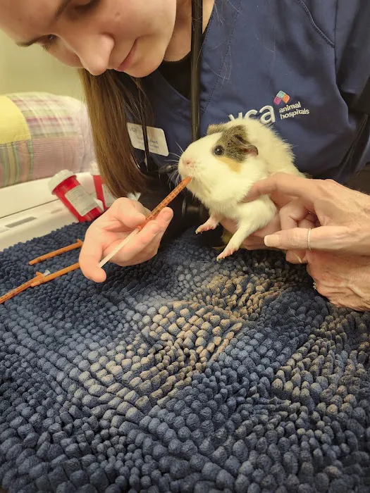 VCA Wakefield Animal Hospital 7