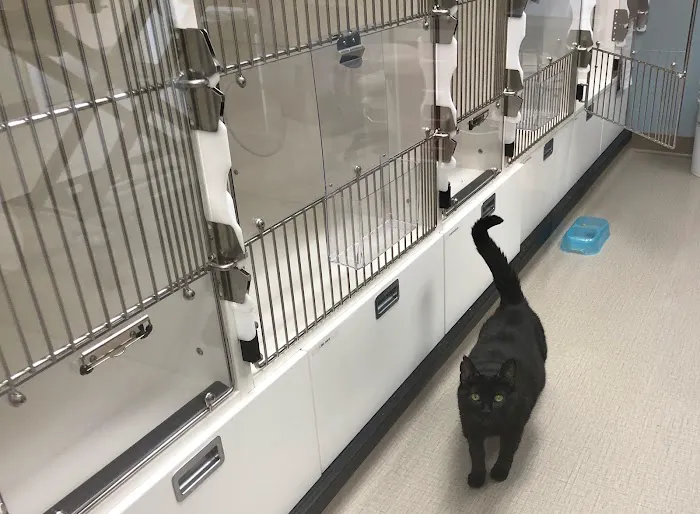 VCA Wakefield Animal Hospital 10