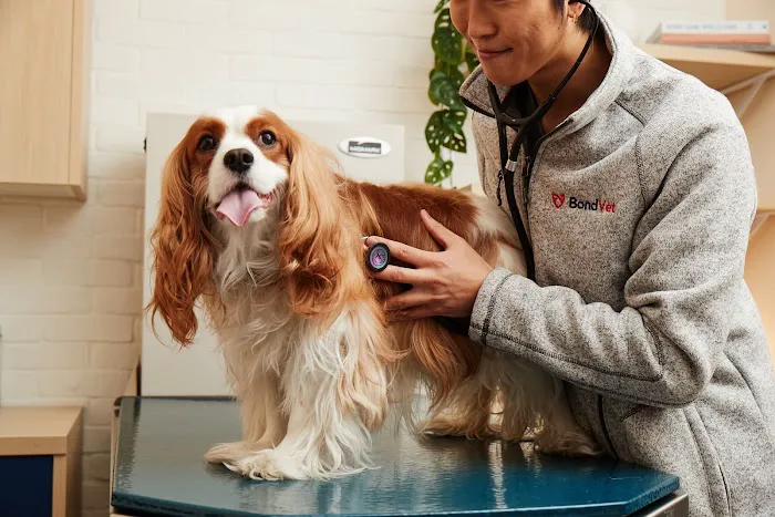 Bond Vet - Lynnfield 3