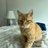 Tandem Cambridge Onsite Veterinary Clinic ico