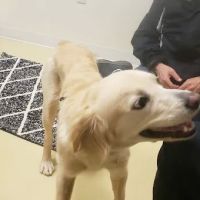 Our Family Veterinary Services ico