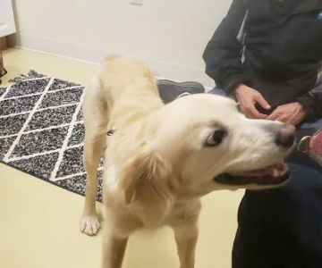 Our Family Veterinary Services