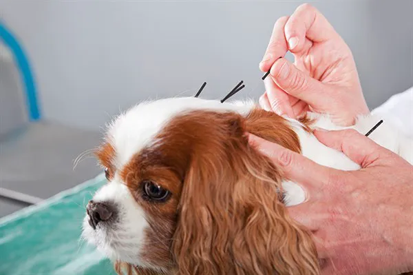 Alternative Veterinary Services LLC 2