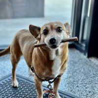 East Mill Animal Hospital ico