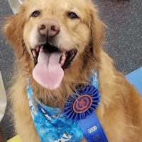Good Dog Aquatic Fitness ico