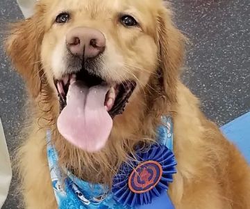 Good Dog Aquatic Fitness