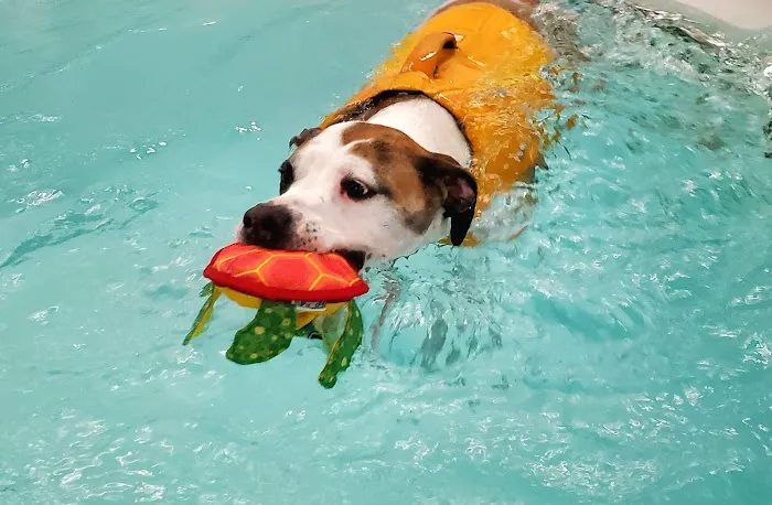 Good Dog Aquatic Fitness 2