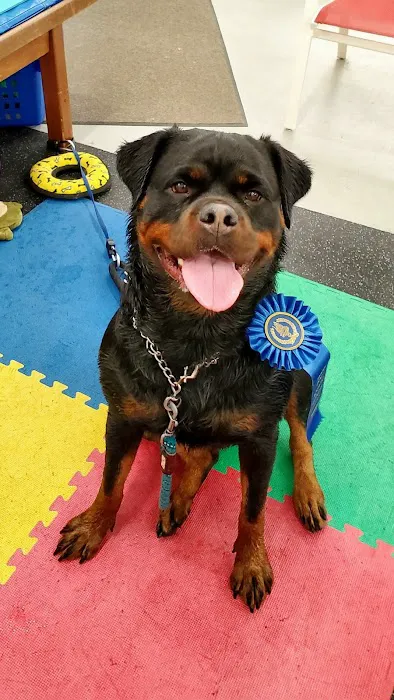 Good Dog Aquatic Fitness 9
