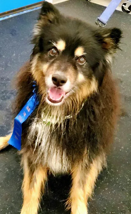 Good Dog Aquatic Fitness 7