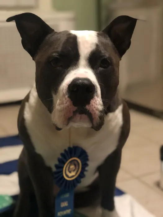 Good Dog Aquatic Fitness 10