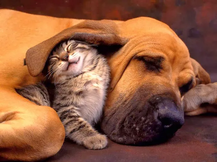 Abington Animal Hospital 3