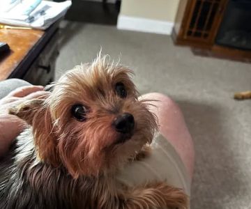 Abington Animal Hospital