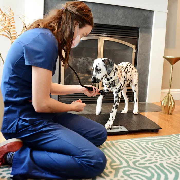 The Vets - Mobile Vet Care in Boston (Formerly BetterVet) 3