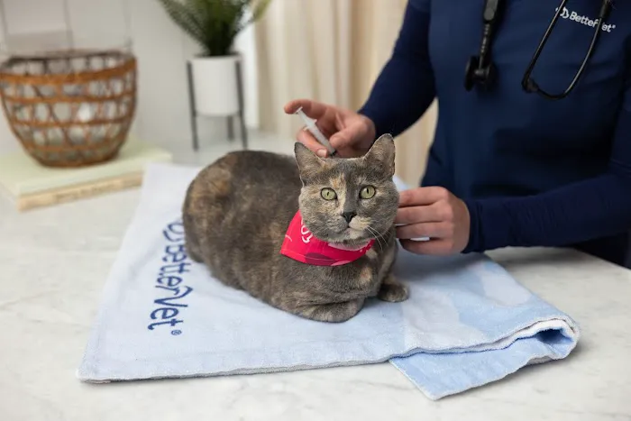 The Vets - Mobile Vet Care in Boston (Formerly BetterVet) 6