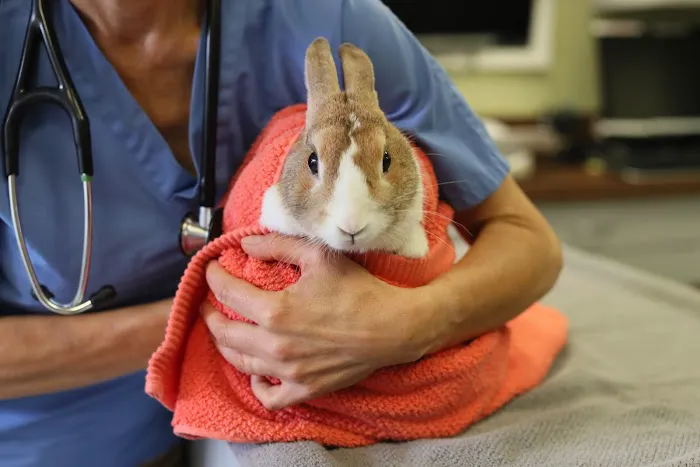 Back Bay Veterinary Clinic 9