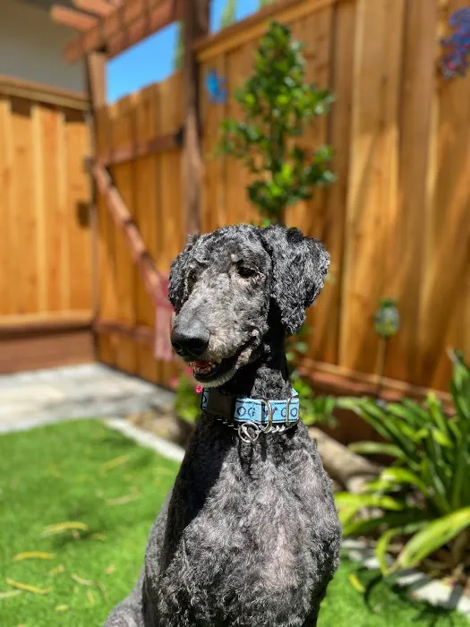 Hello Ralphie Online Veterinarian 3