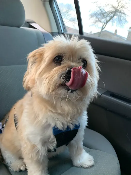 Hello Ralphie Online Veterinarian 2