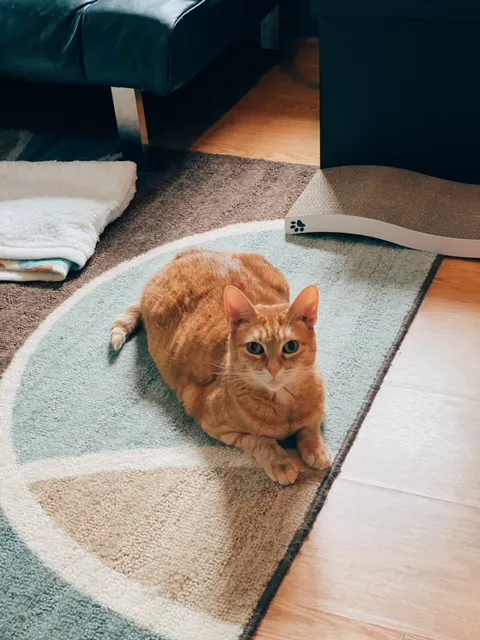 Hello Ralphie Online Veterinarian 1