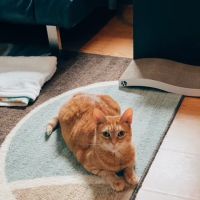 Hello Ralphie Online Veterinarian ico