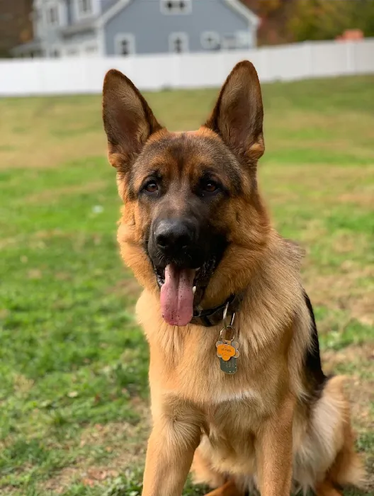 Hello Ralphie Online Veterinarian 6