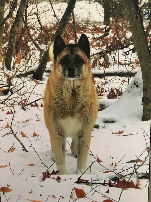 Hello Ralphie Online Veterinarian 10