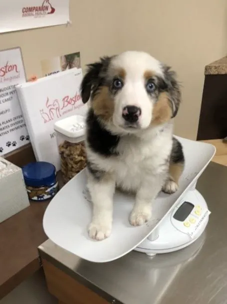 Boston Animal Hospital 1