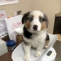 Boston Animal Hospital ico