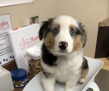Boston Animal Hospital
