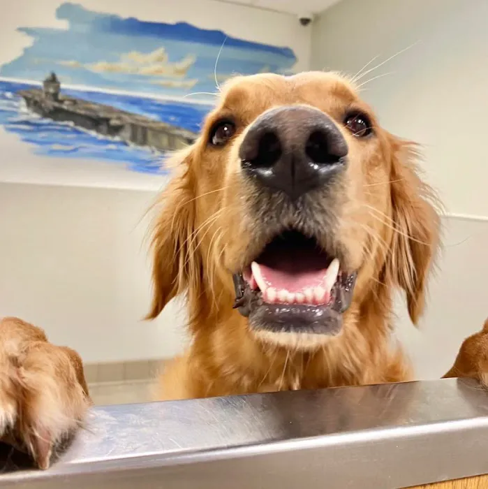 Boston Animal Hospital 6