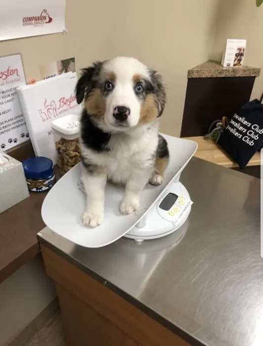 Boston Animal Hospital 4
